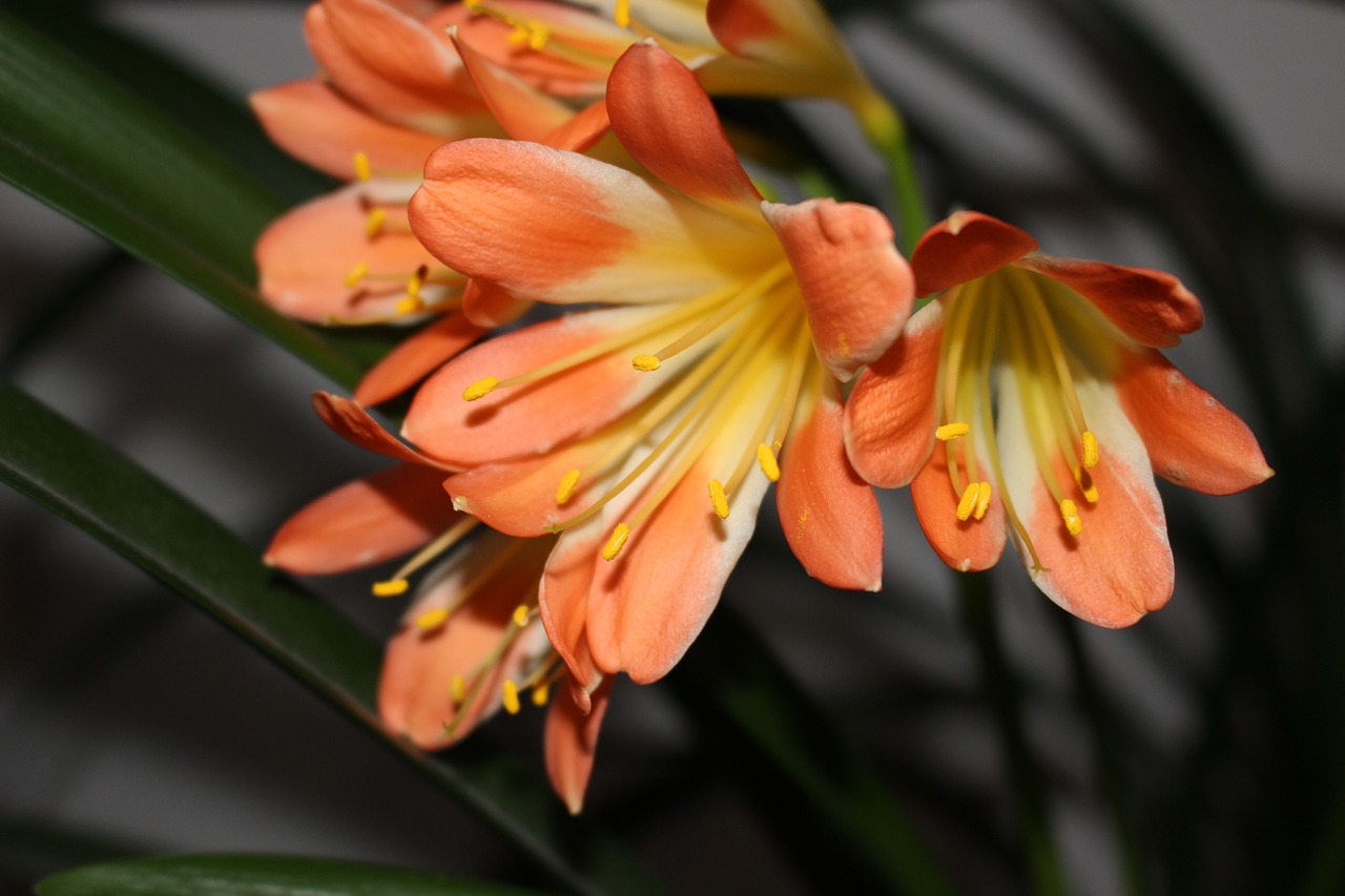 flower orange macro free photo