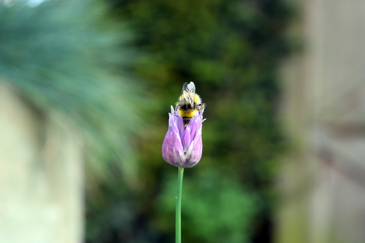 flower bee forage free photo