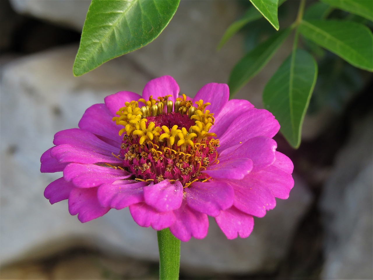 flower pink yellow free photo