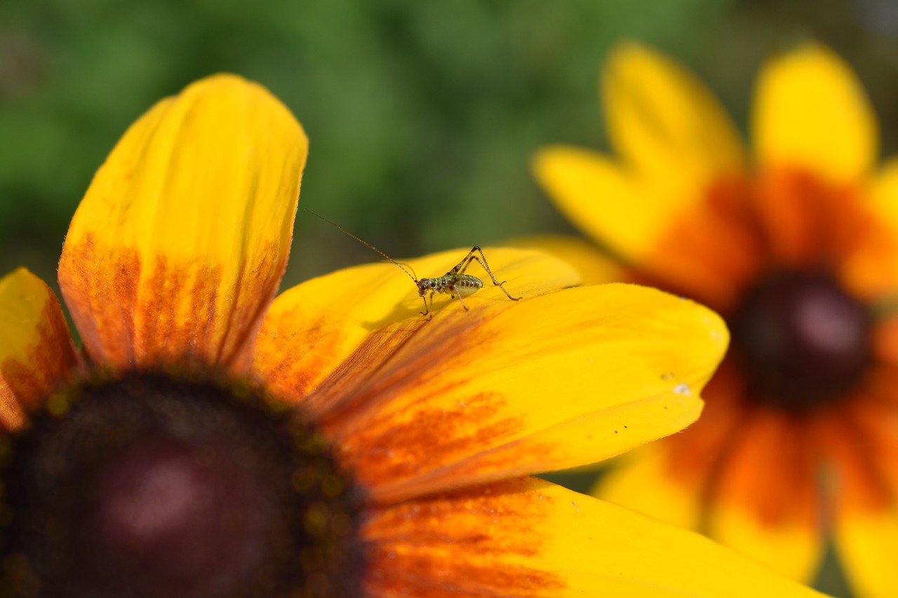 flower young locust insect free photo