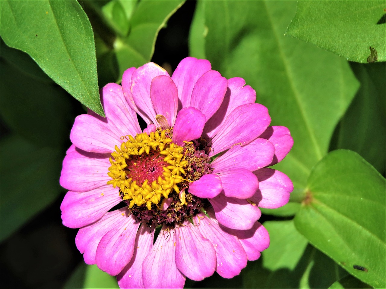 flower pink yellow free photo