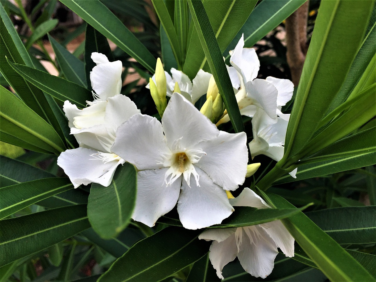 flower white green free photo