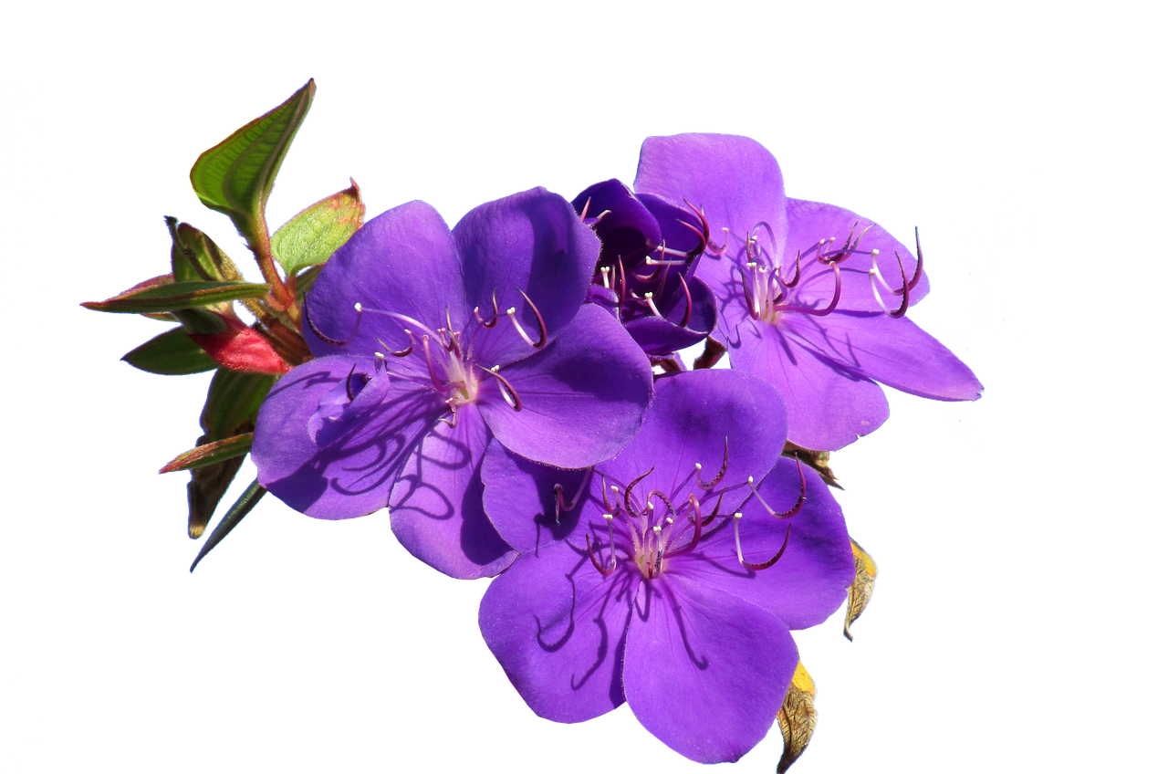 flower purple cut free photo