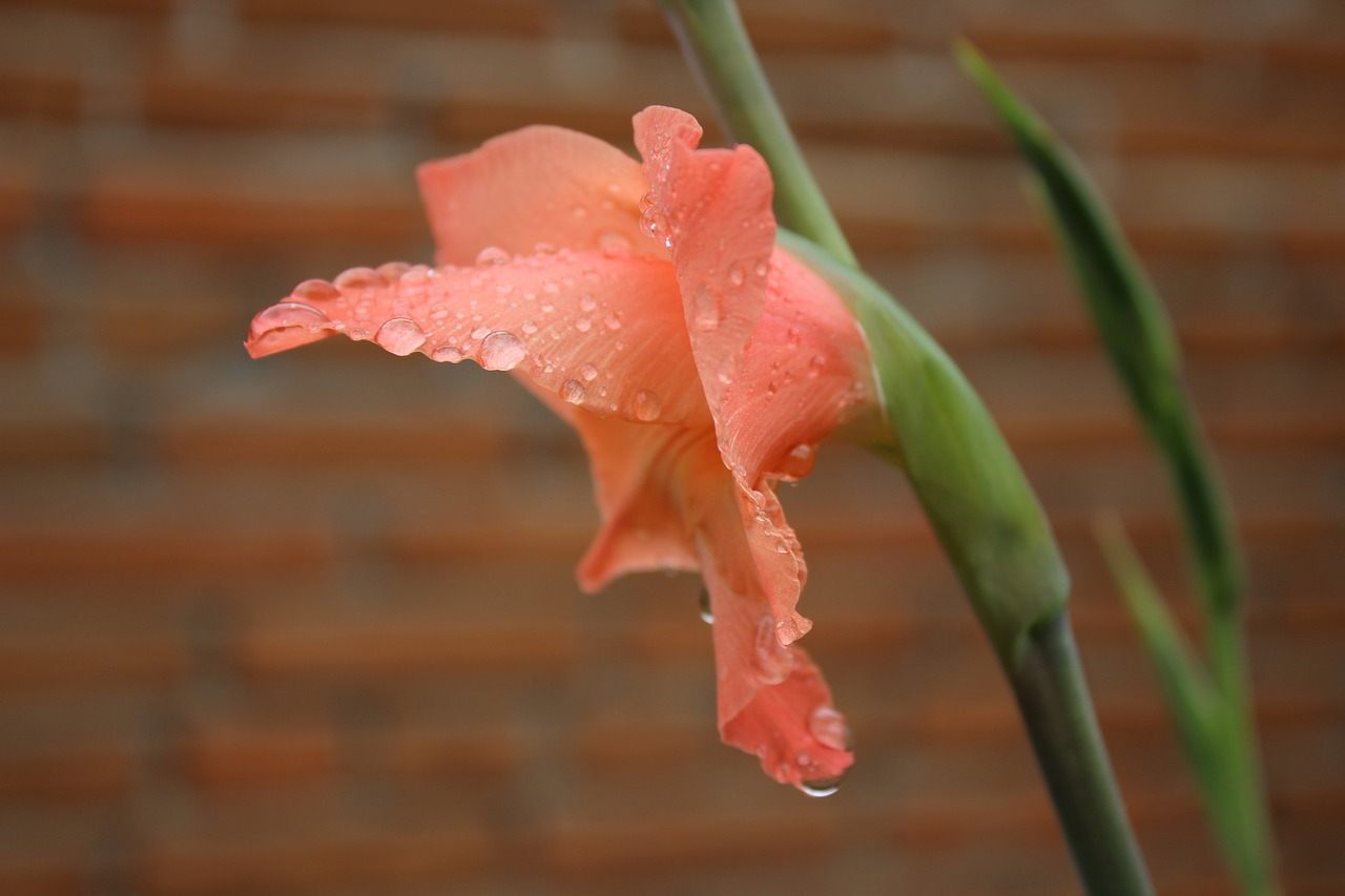 flower plant water drops free photo