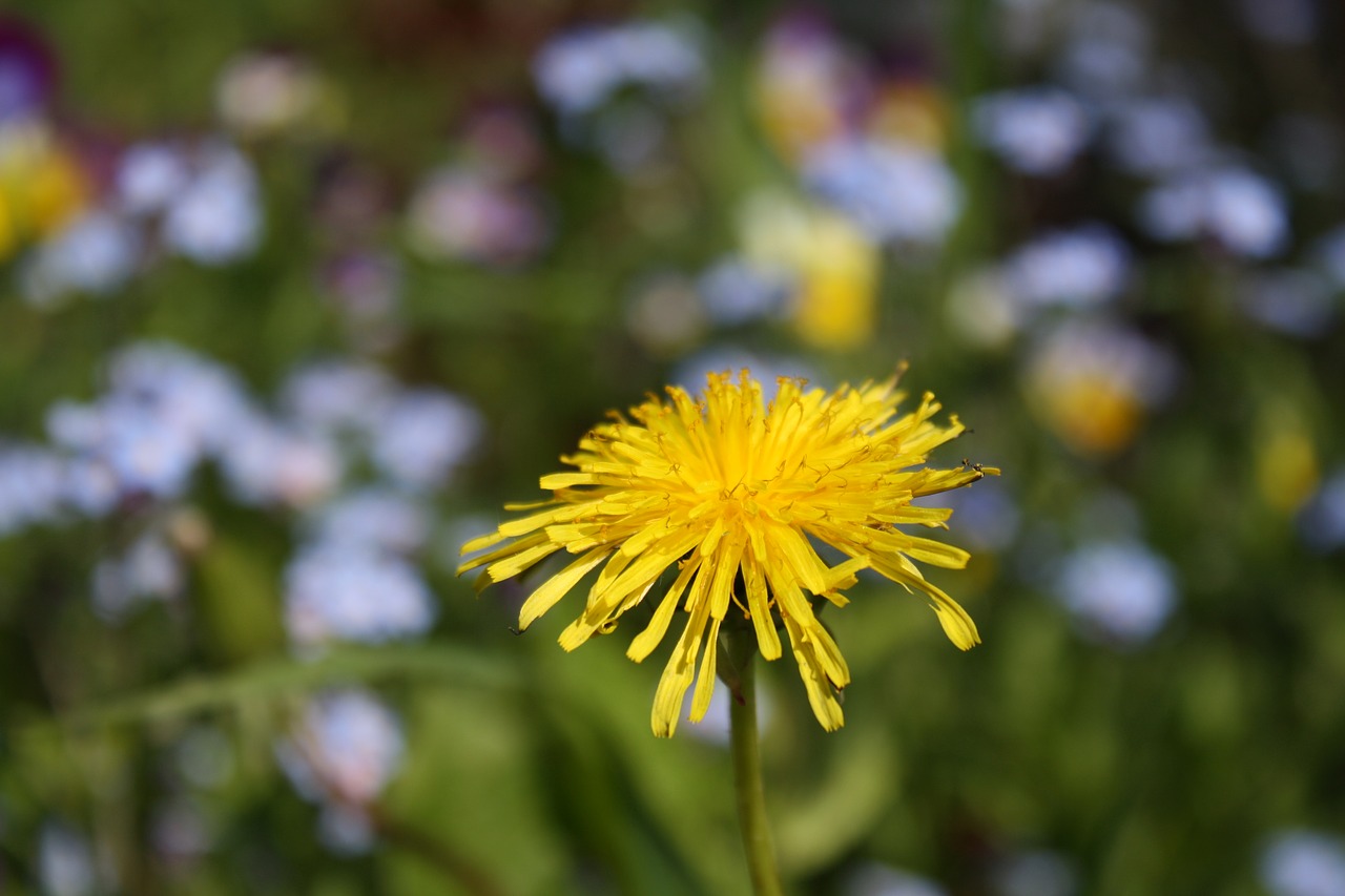 flower field when free photo