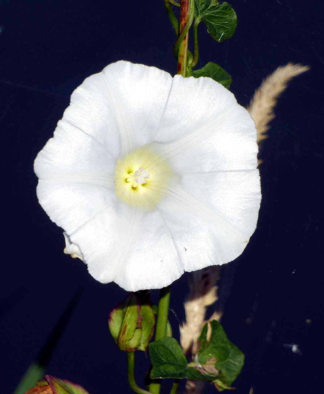 flower wild bindweed free photo