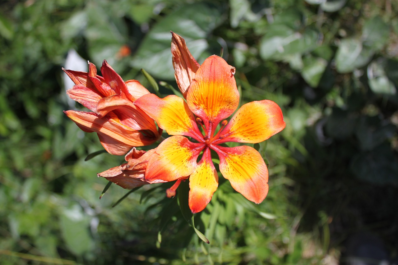 flower plant orange free photo