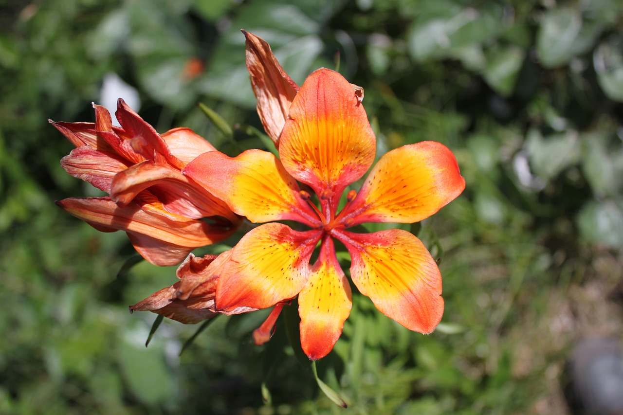 flower plant orange free photo