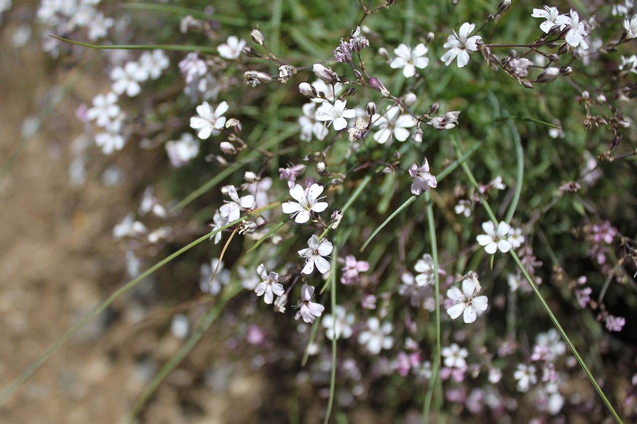 flower blossom bloom free photo