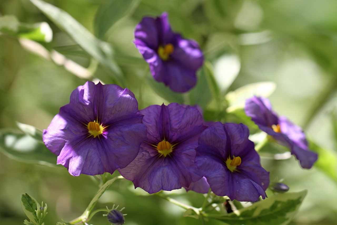 flower purple purple flower free photo