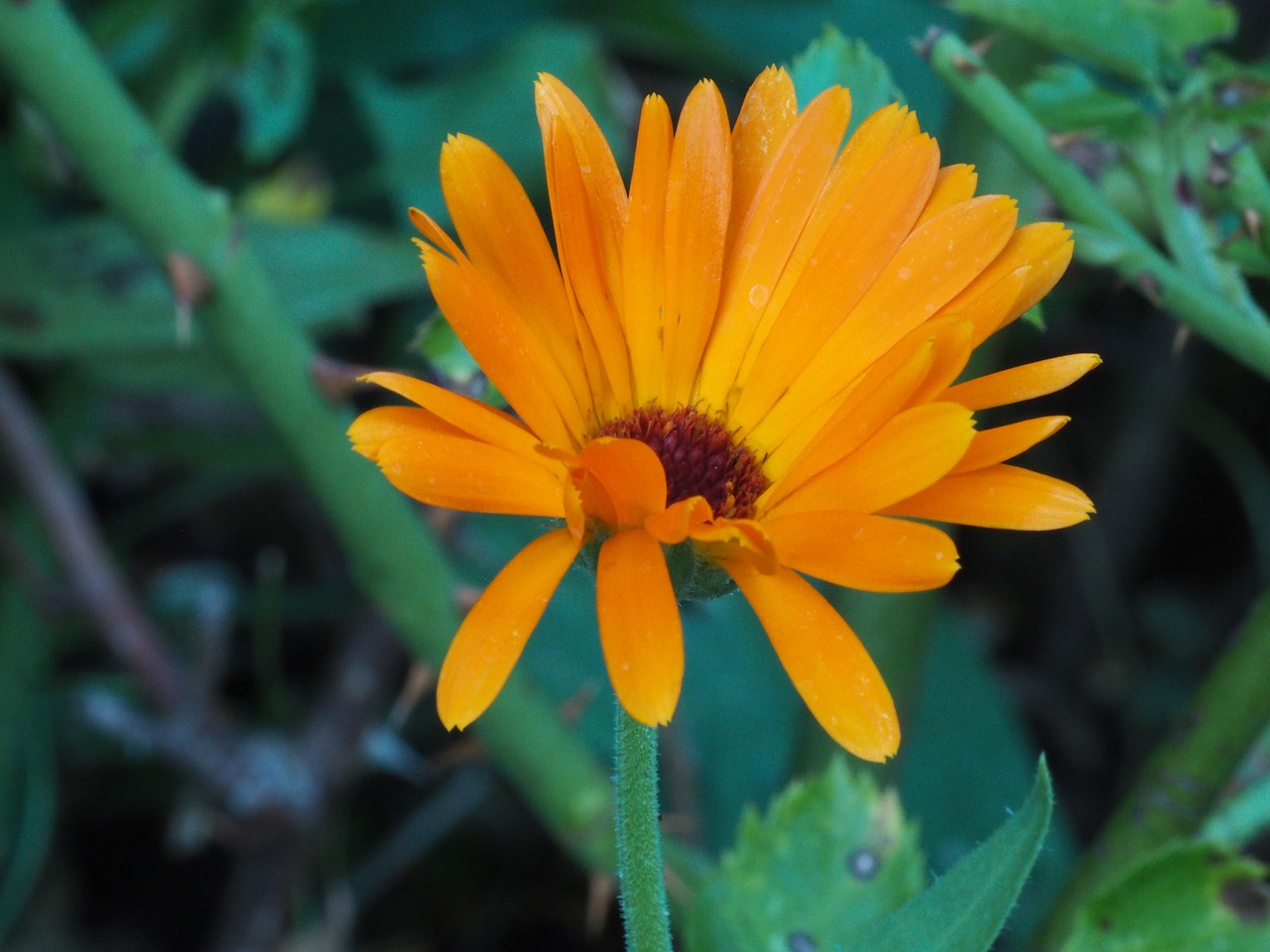 flower garden orange free photo