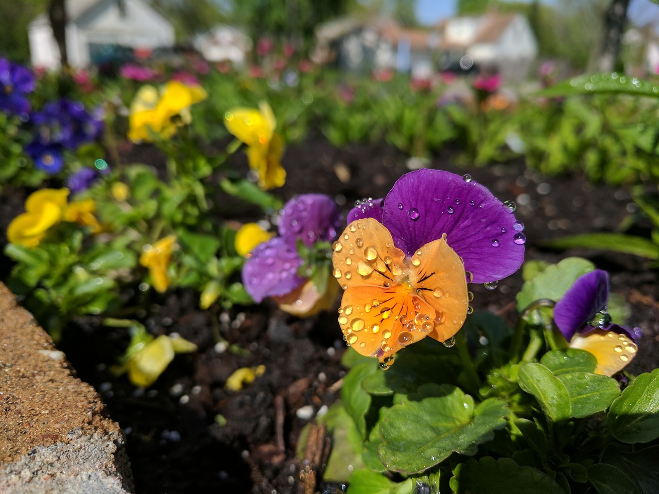 flower orange purple free photo