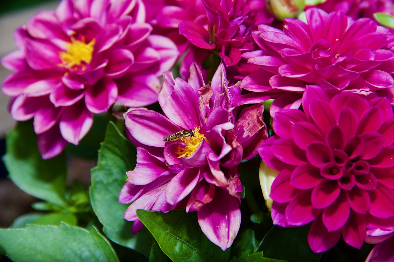 flower fly hoverfly free photo