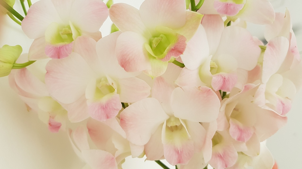 flower orchid pink free photo