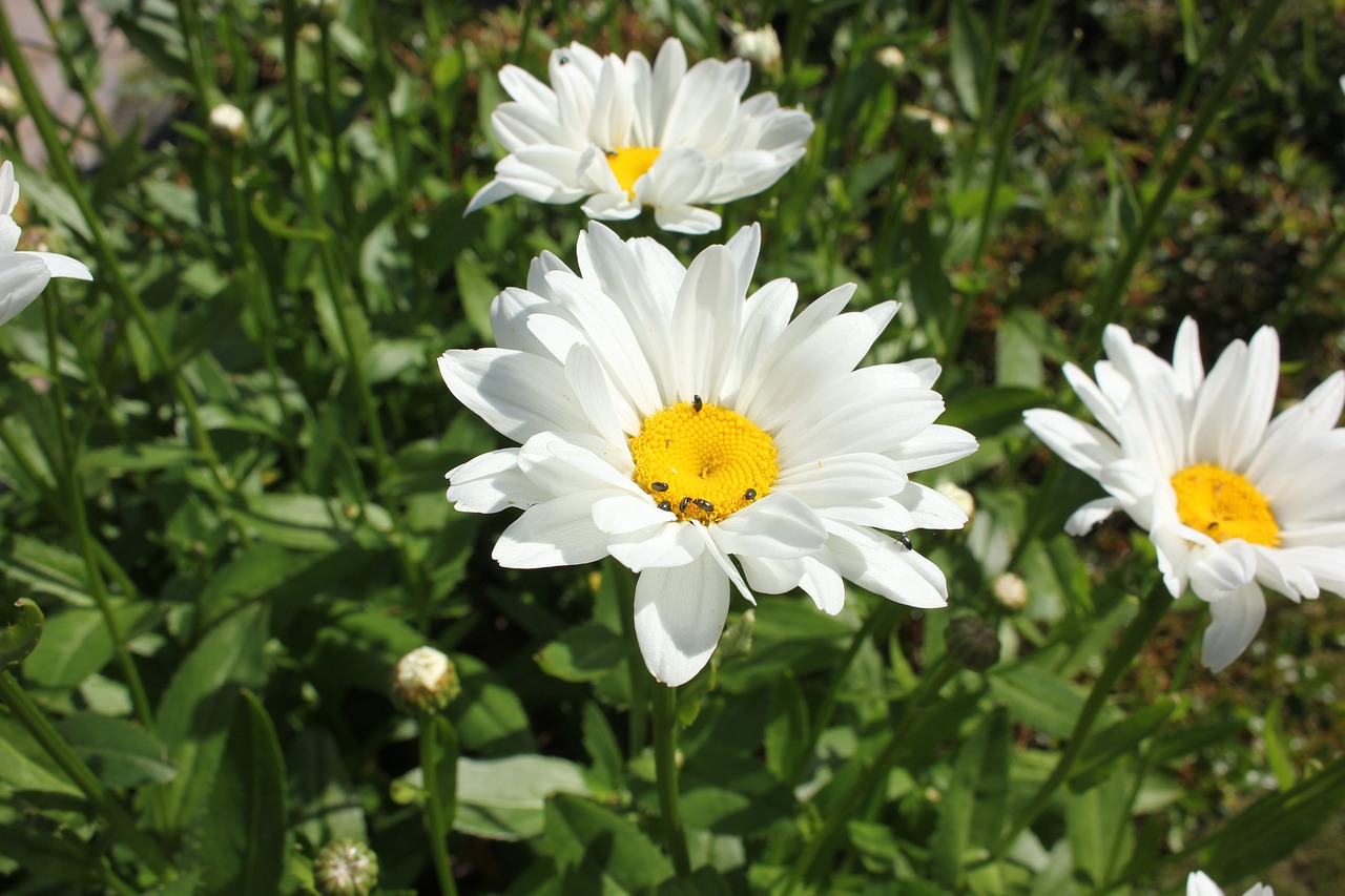 flower daisies white free photo