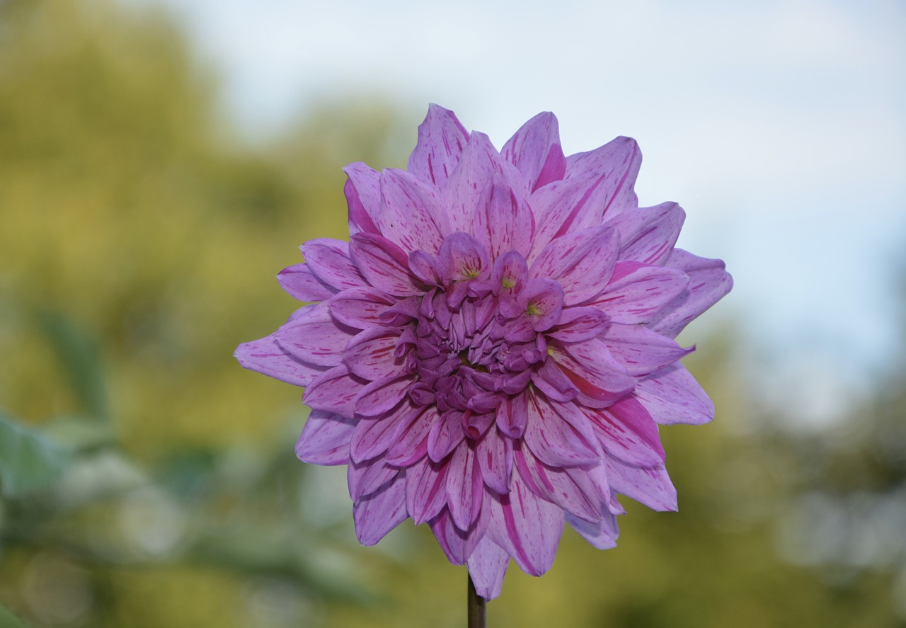 flower purple purple flowers free photo