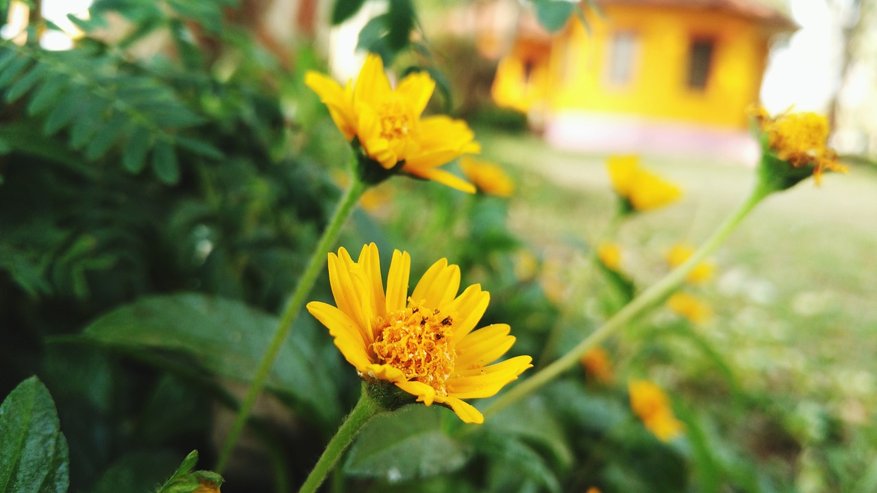 flower yellow yellow flowers free photo