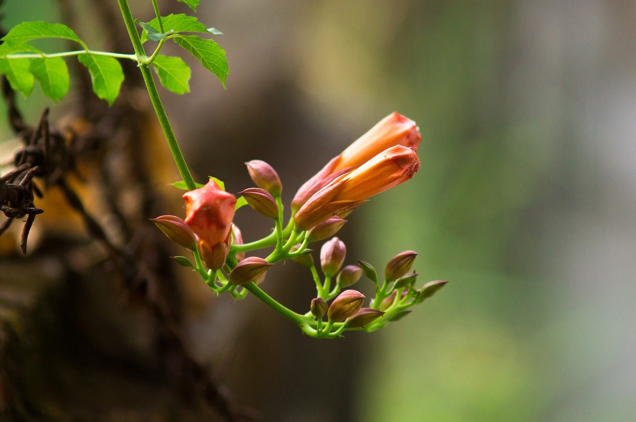 flower nature beautiful free photo