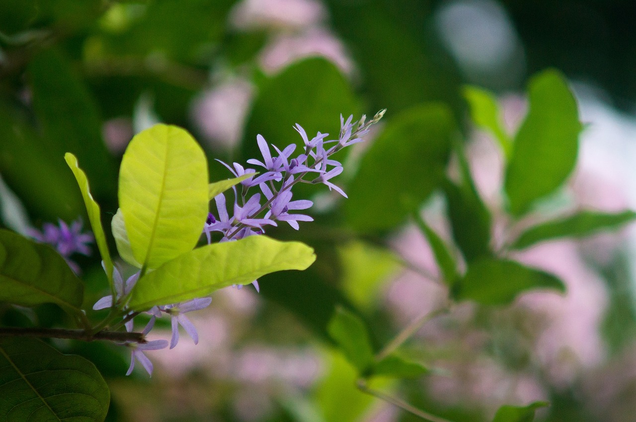 flower nature leaf free photo