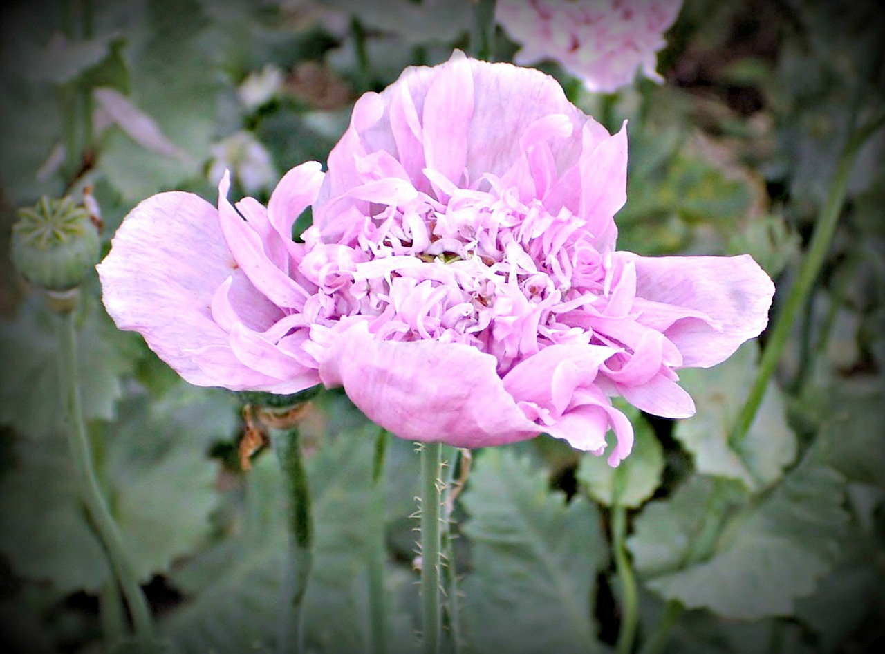 flower poppy pink free photo