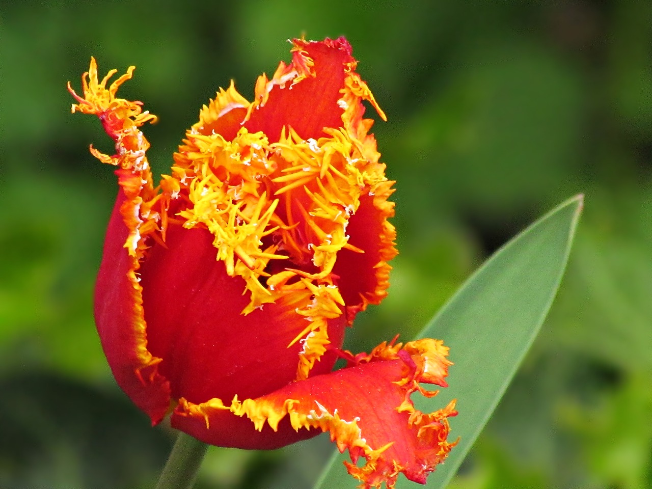 flower tulip plant free photo