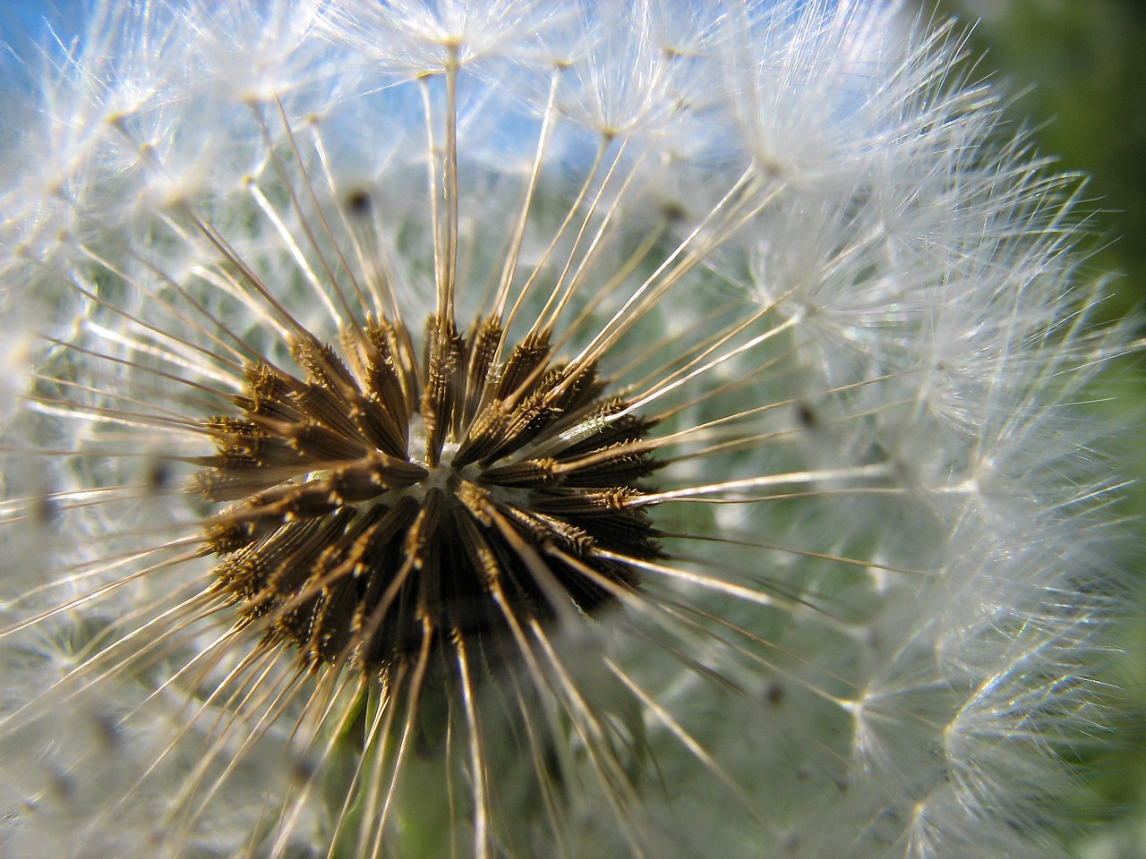 flower dandelion nature free photo