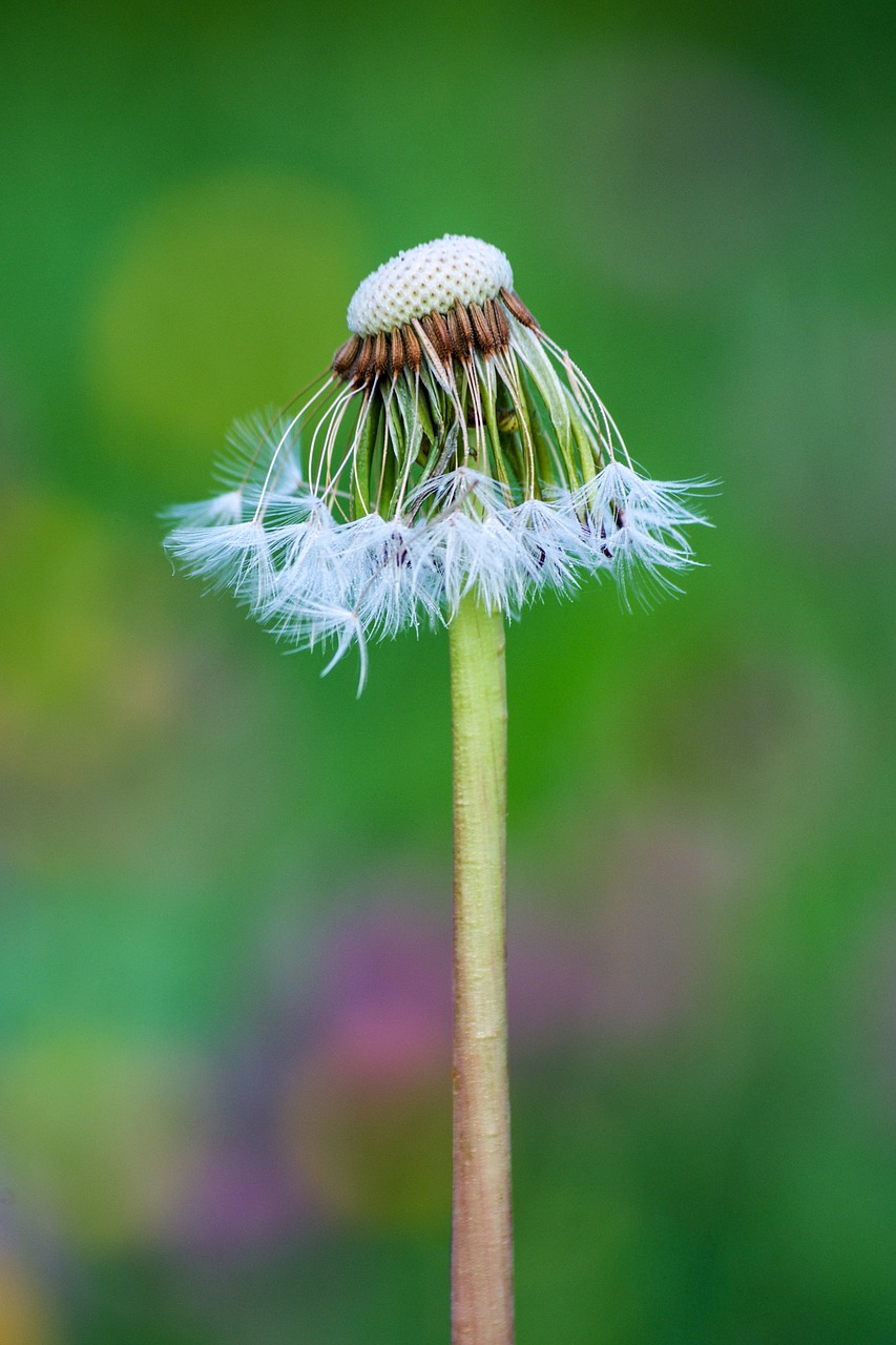 flower dandelion nature free photo