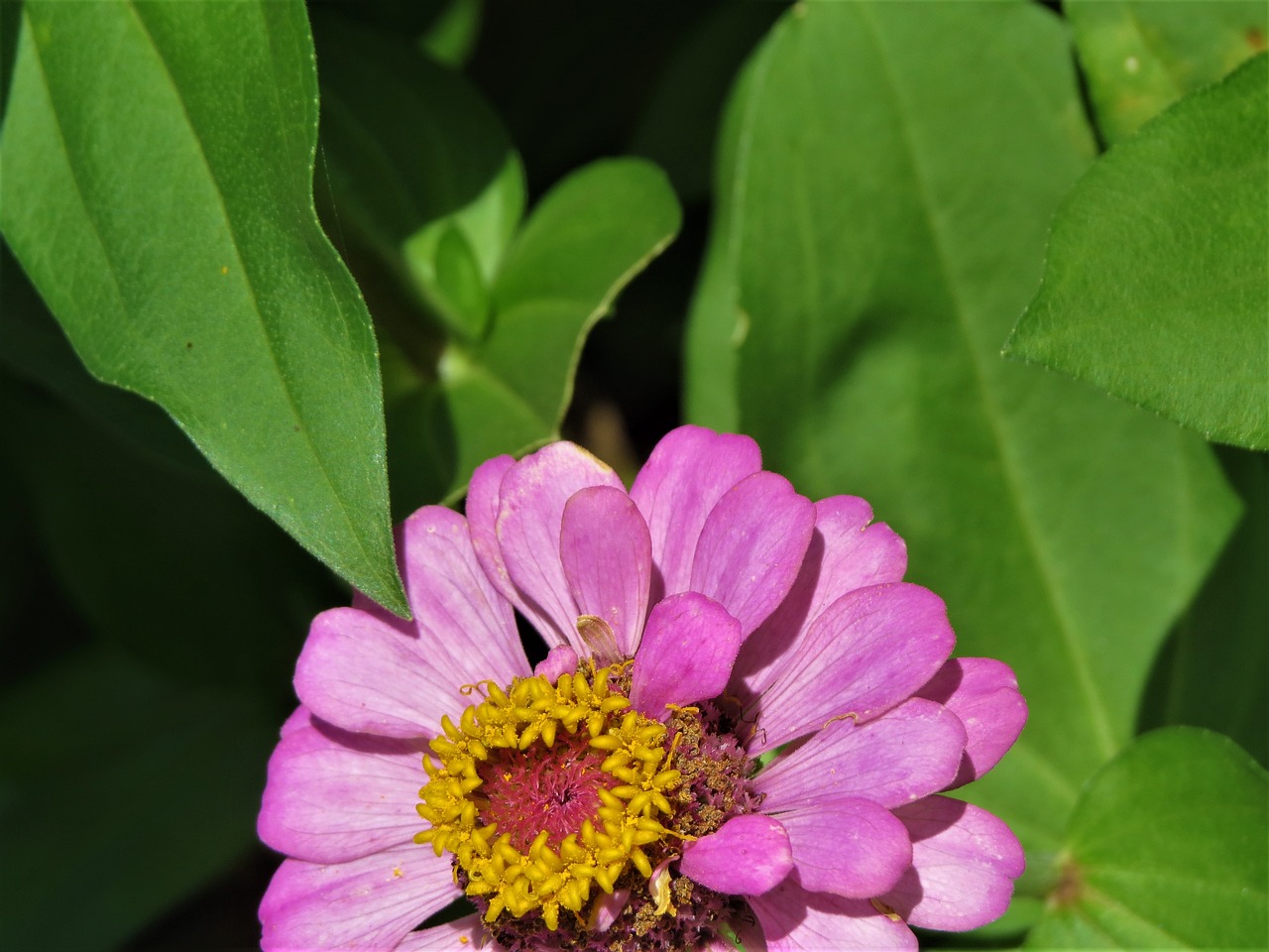 flower bloom pink free photo