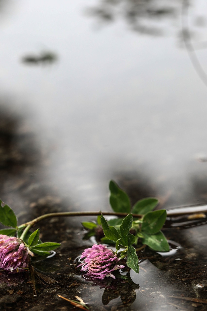 flower water puddle free photo