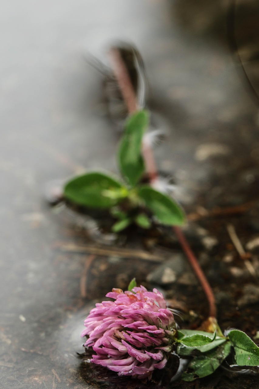 flower water puddle free photo