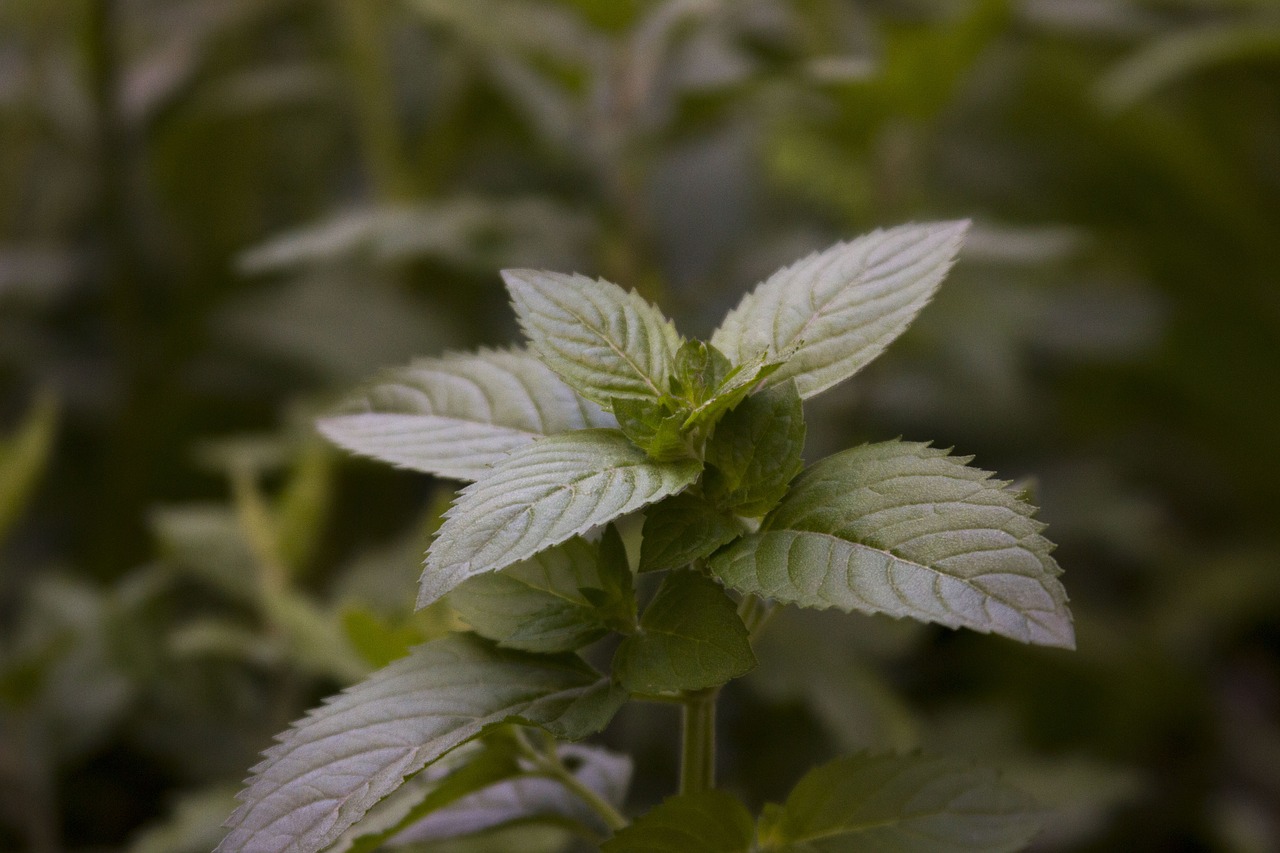 flower green burgundy plant free photo