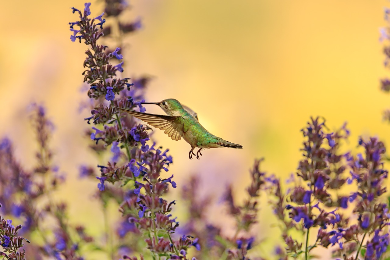 flower bird the scenery free photo