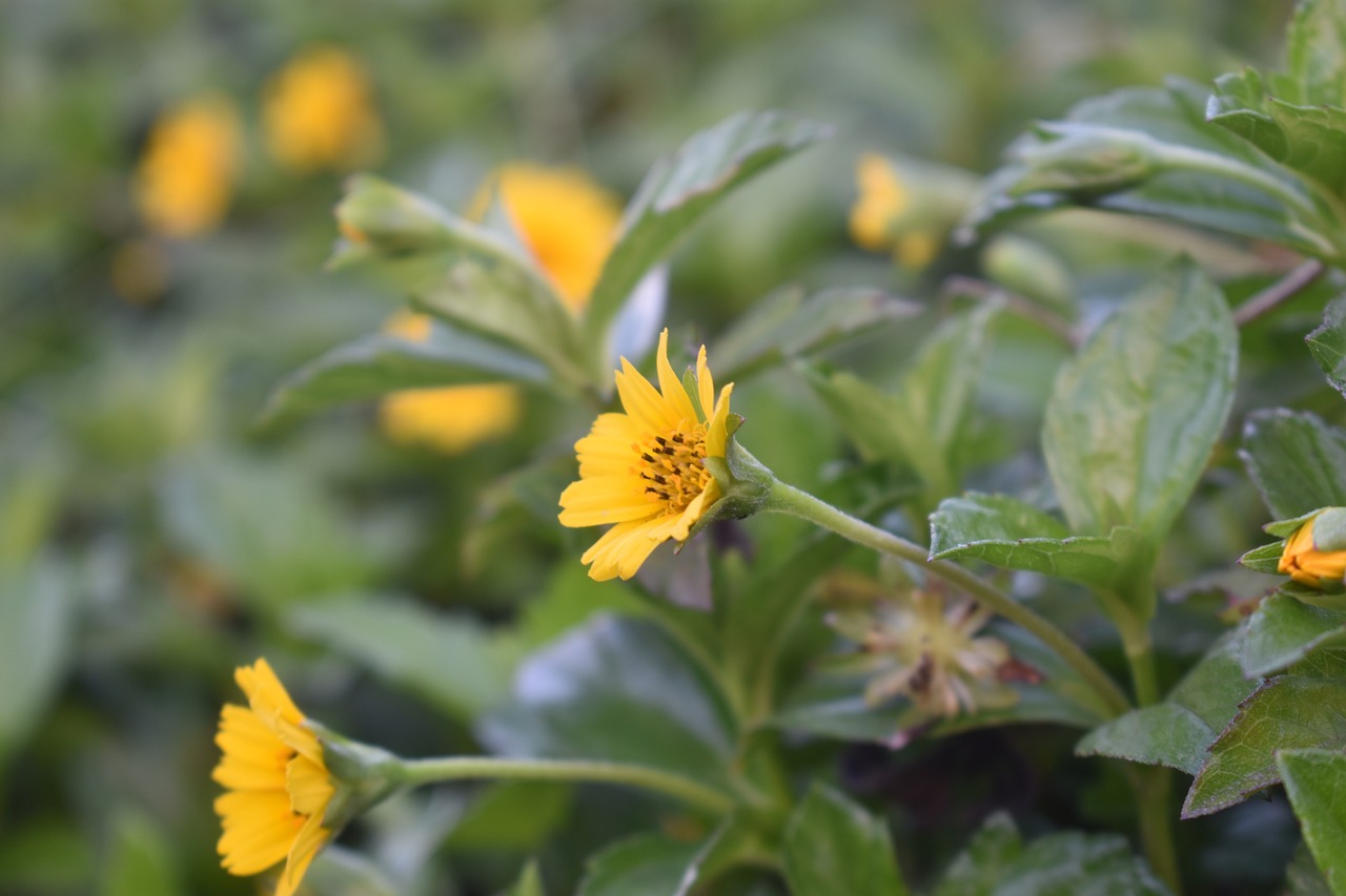 flower yellow nature free photo