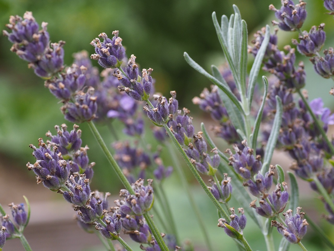 flower garden blue free photo