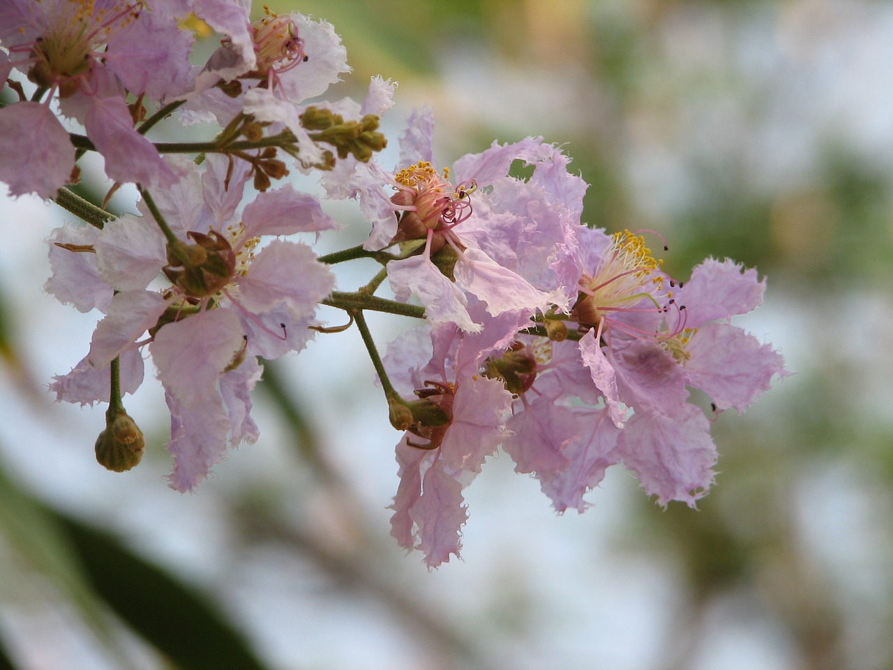 flower thailand blossom free photo