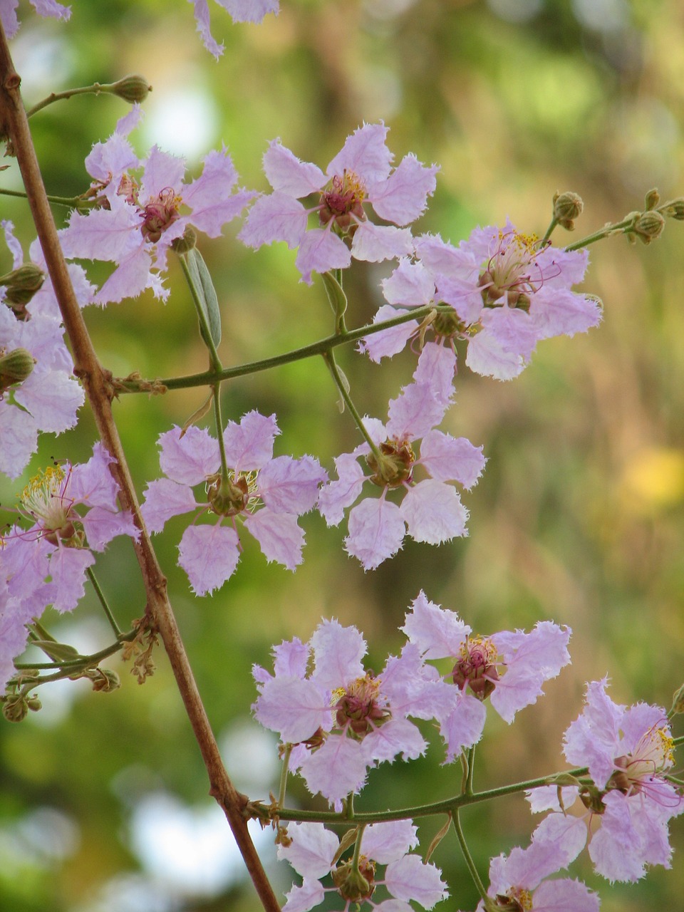 flower summer thailand free photo