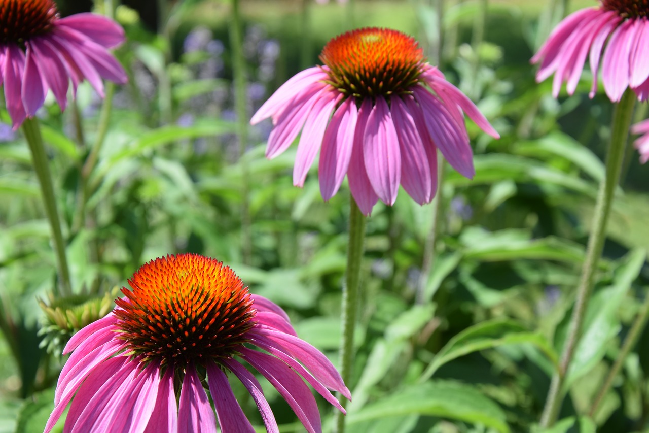 flower blooming plant free photo