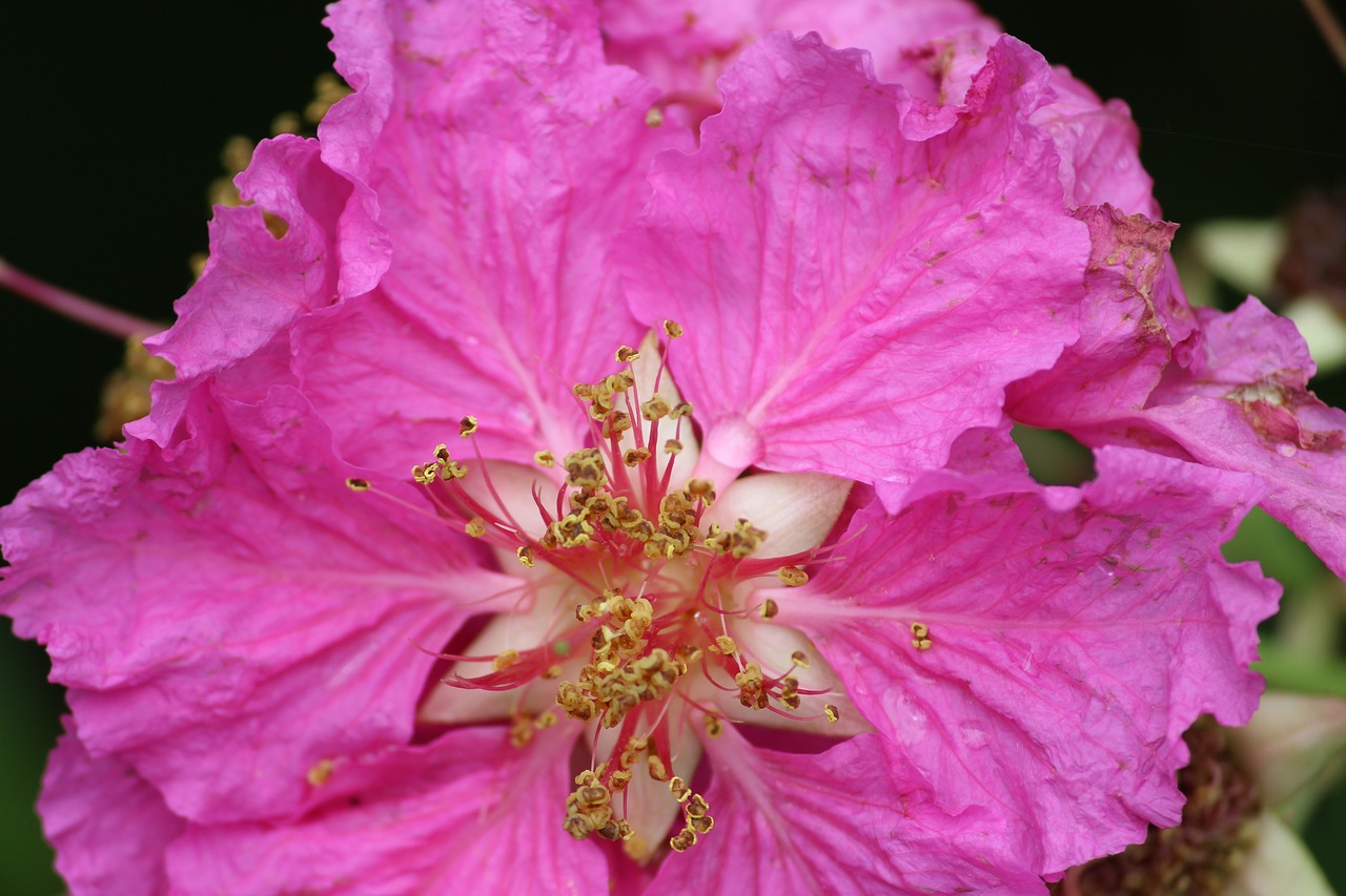 flower pink forest free photo