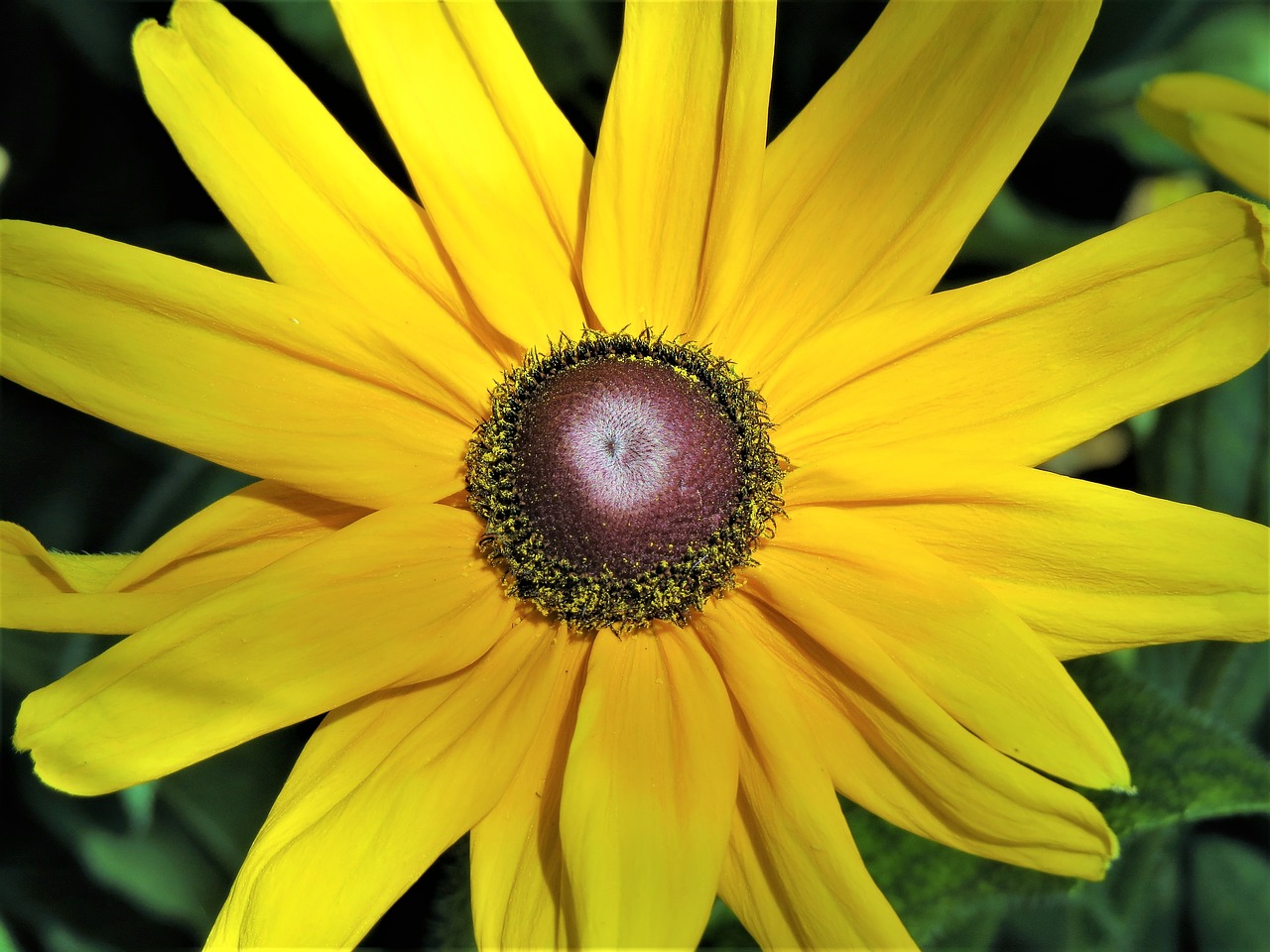 flower daisy yellow free photo