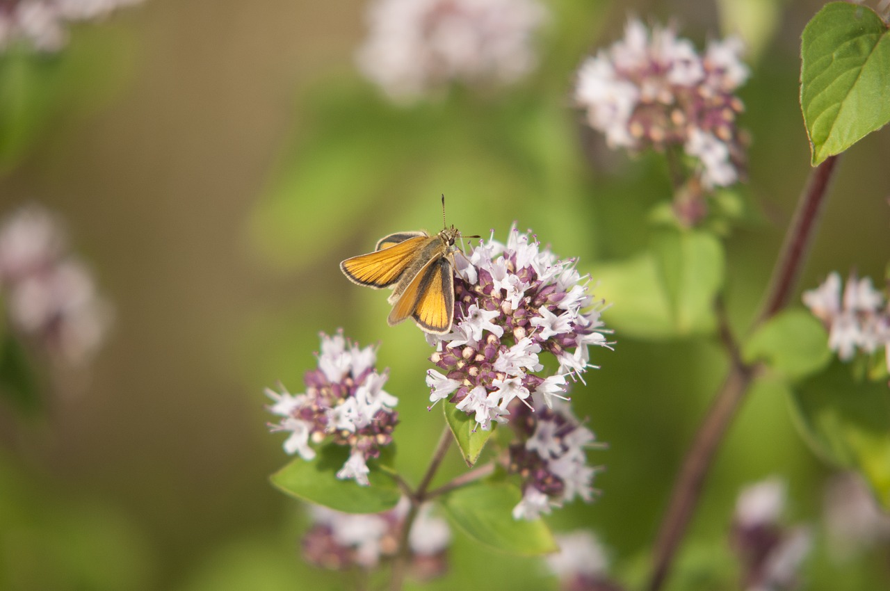 flower brown butterfly free photo