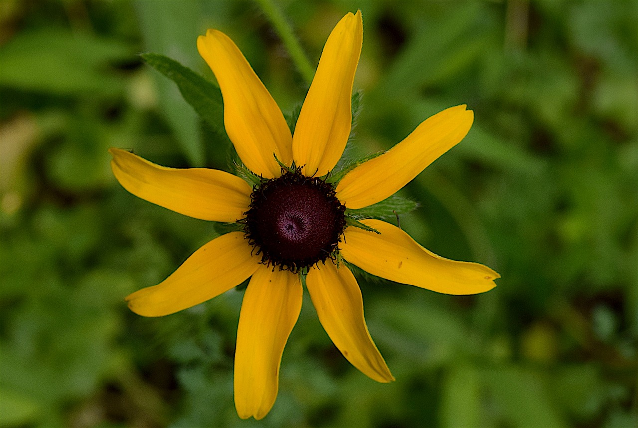 flower yellow black-eyed susan free photo