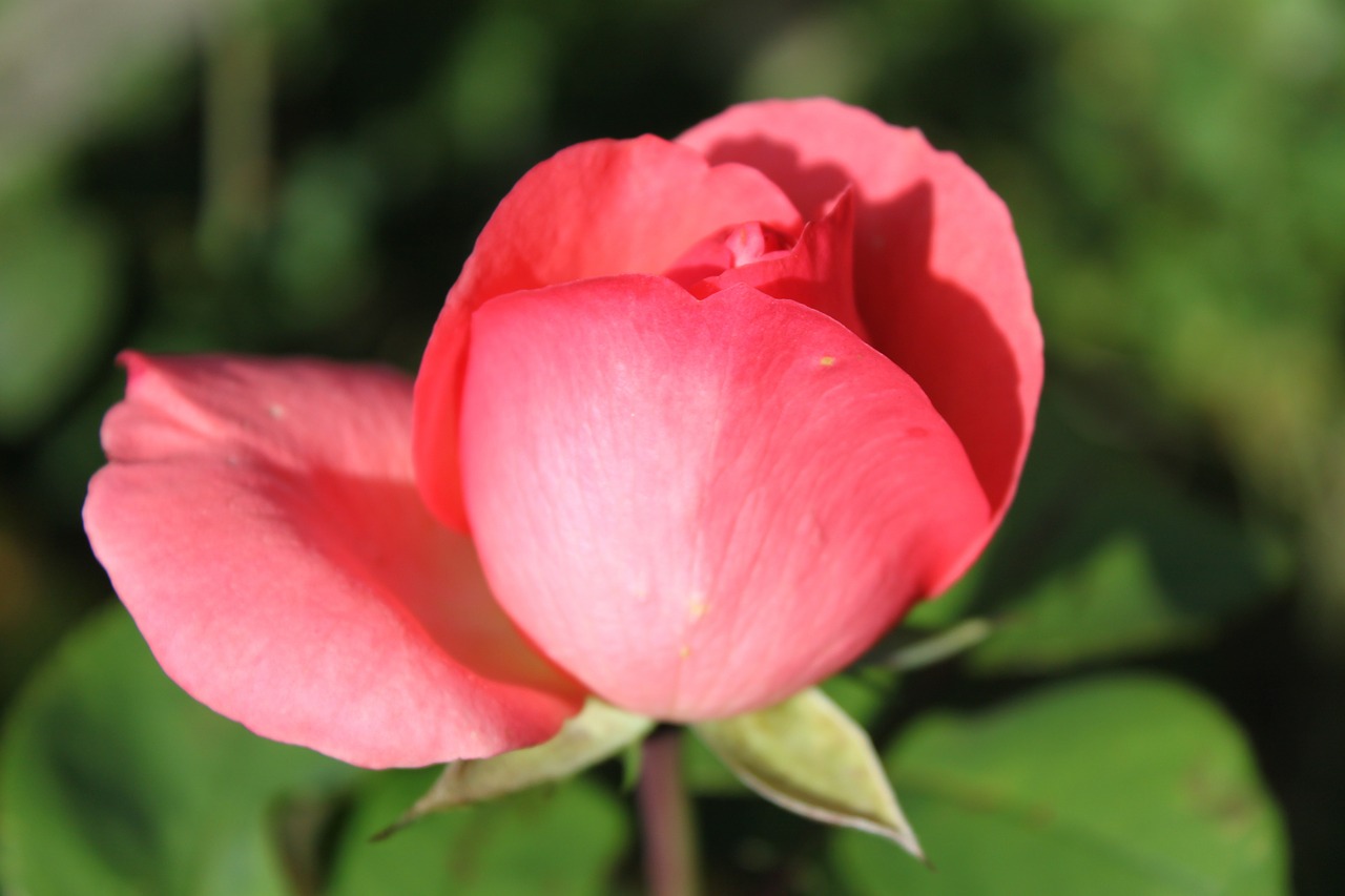 flower red blossom free photo