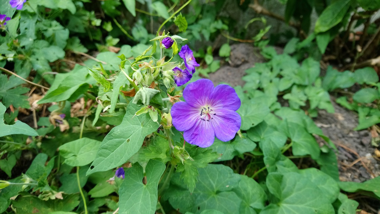 flower purple scenery free photo