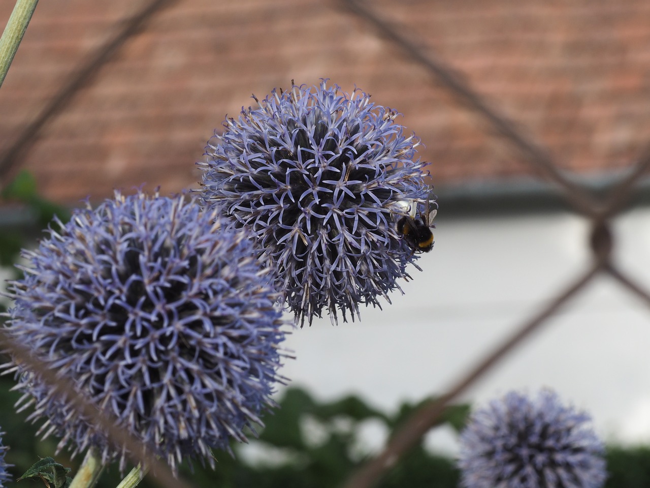 flower hummel spider free photo