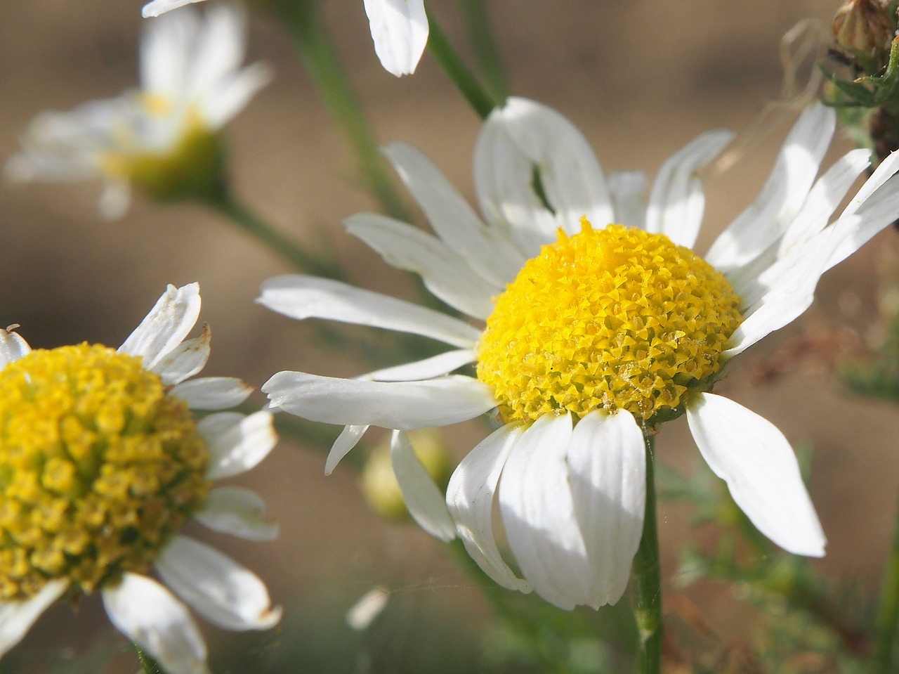 flower chamomile blossom free photo