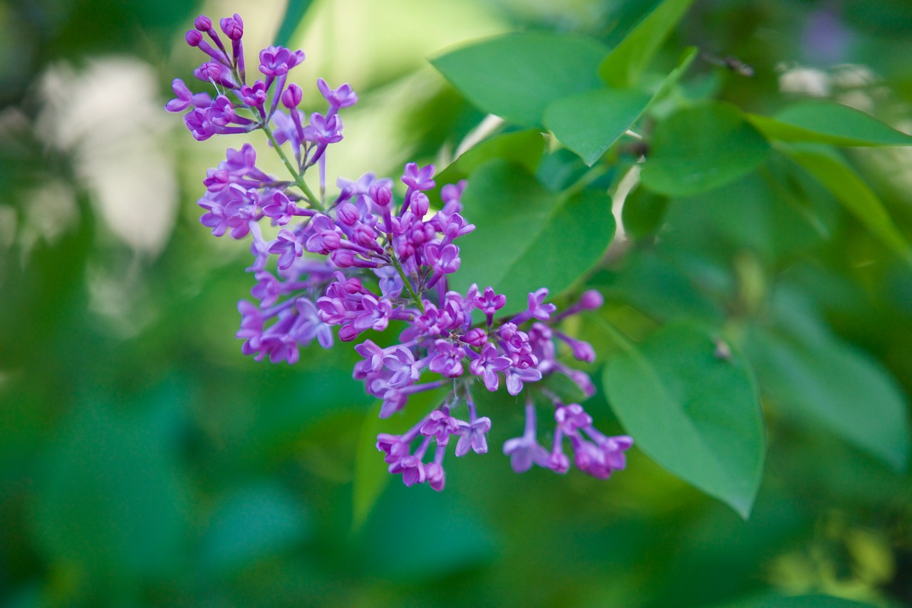 flower nature purple flowers free photo