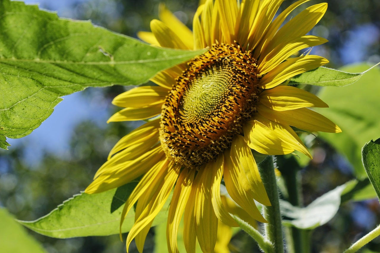 flower sunflower yellow free photo