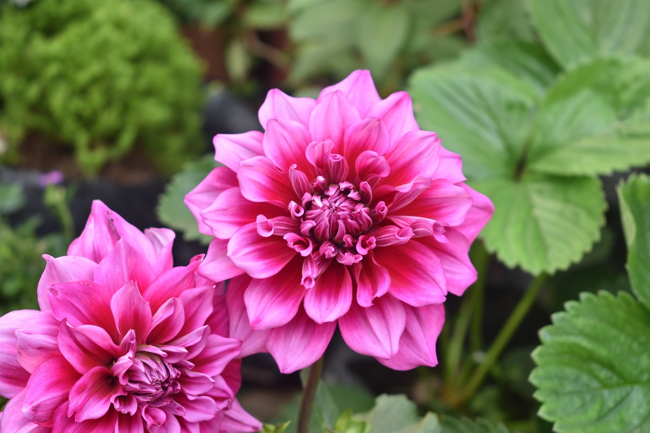 flower dahlia flower pink free photo