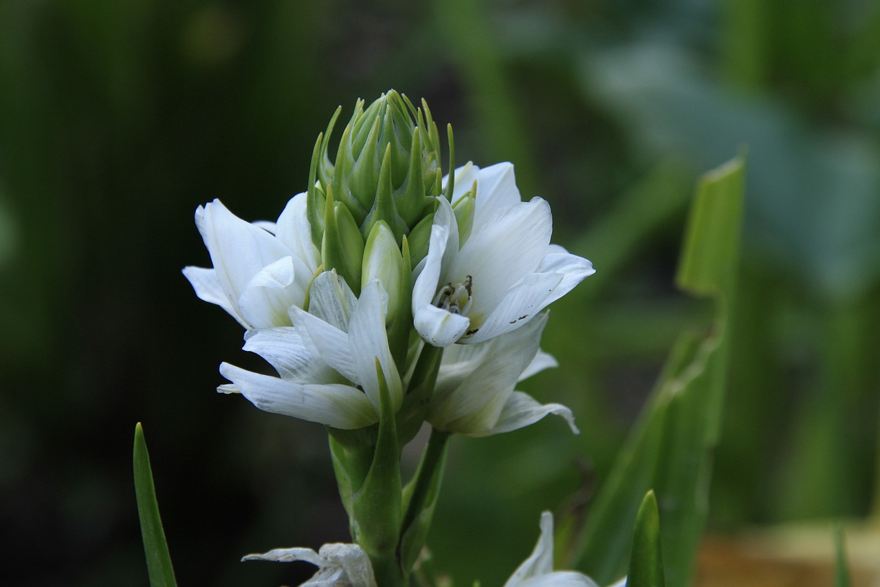 flower nature plants free photo