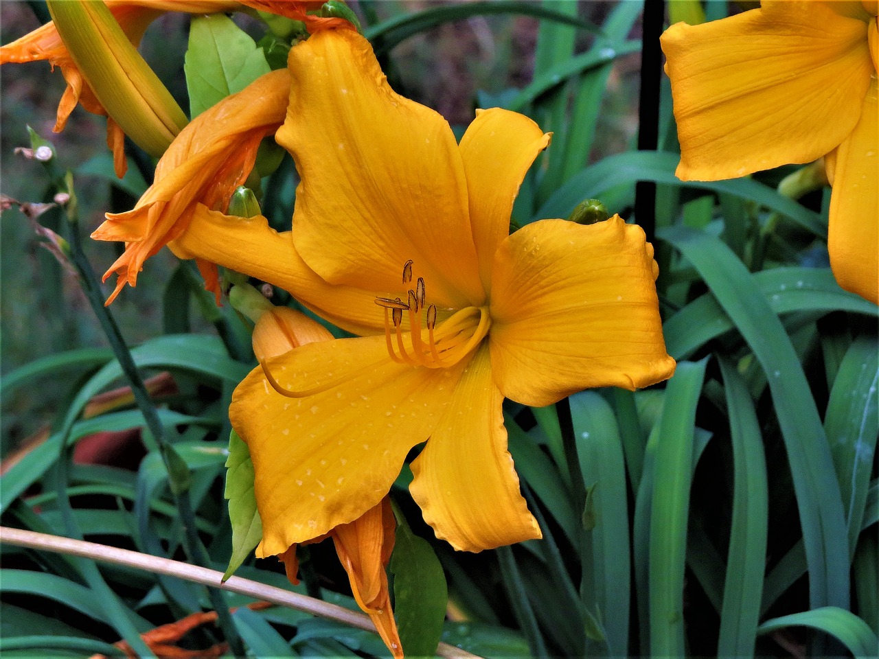 flower yellow green free photo